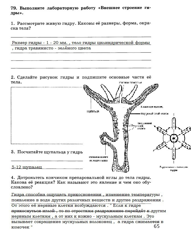 Блэк спрут и другие площадки